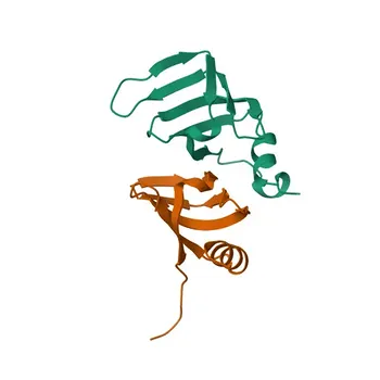 SNRPD2 Rabbit pAb for WB, IHC-P, ELISA - P62316