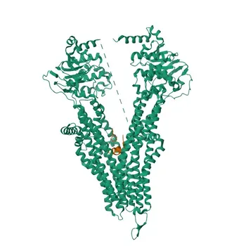 Anti-ABCC5 Rabbit Polyclonal Antibody for WB, ELISA - O15440