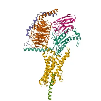 Anti-ADCYAP1R1 (PAC1) Rabbit Polyclonal Antibody for WB, IF/ICC, ELISA - P41586