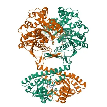 Anti-ATIC Rabbit Polyclonal Antibody for WB, ELISA - P31939