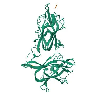 Anticorpo Monoclonal Anti-Osteopontina para WB, ELISA - P10451