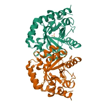 Anti-UMPS Polyclonal Antibody for WB, ELISA - P11172