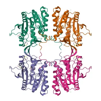 Anti-GNMT Polyclonal Antibody for WB and ELISA - Q14749