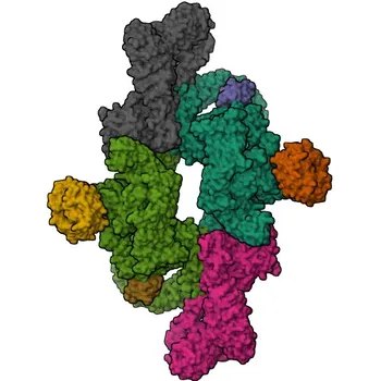 Anticorpo policlonale DEPDC6 per coniglio per WB ed ELISA - Q8TB45