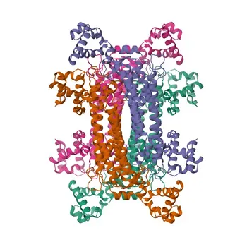 Anti-ASL Polyclonal Antibody for WB, IHC-P, IF/ICC, ELISA - P04424