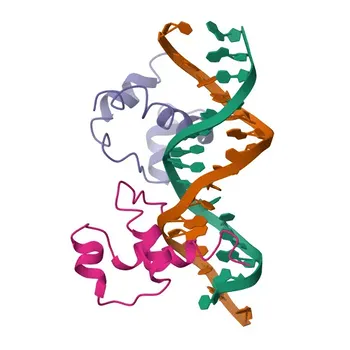 Anticorpo Monoclonal de Coelho Anti-DLX3 (AI4, TDO) para WB, ELISA - O60479