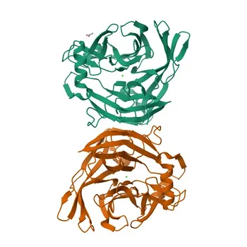 Anti-CANT1 Rabbit Polyclonal Antibody for WB and ELISA - Q8WVQ1