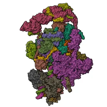 Anti-SSRP1 Polyclonal Antibody for WB, IHC-P, IF/ICC, ELISA - Q08945