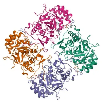 Anti-IMPDH2 Polyclonal Antibody for WB, IF/ICC, ELISA - P12268