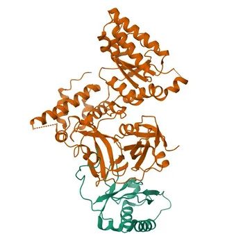 Anti-NSFL1C Rabbit Polyclonal Antibody (p47) for WB, IF/ICC, IP, ELISA - Q9UNZ2