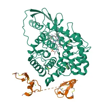 Anticorpo policlonale di coniglio Anti-CD320 per WB, ELISA - Q9NPF0