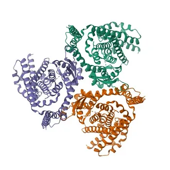Anti-SLC1A4 Polyclonal Antibody for WB, IHC-P, ELISA - P43007