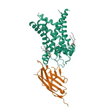 Anti-UCP1 Rabbit Polyclonal Antibody for WB, IHC-P, ELISA - P25874