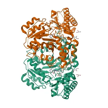 Anti-AGXT Rabbit Polyclonal Antibody for WB, IHC-P, ELISA - P21549