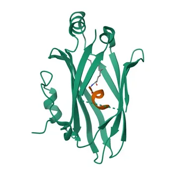 NPHP3 Rabbit Polyclonal Antibody for WB and ELISA - Q7Z494