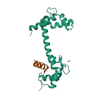 Anticorpo policlonale rabbit Anti-ORAI1 per WB e ELISA - Q96D31
