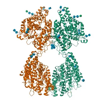 Anticorpo Monoclonal Coelho ACE1 para WB, IP, ELISA - P12821