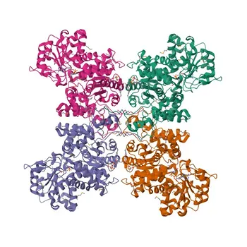 Anti-ME2 Polyclonal Antibody for WB, ELISA - P23368