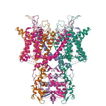 KCNC1 Rabbit Polyclonal Antibody for WB, ELISA - P48547
