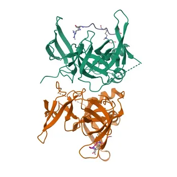 Anti-SPIN2B Rabbit Polyclonal Antibody for WB and ELISA - Q9BPZ2