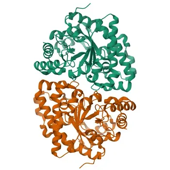 Anticorpo Policlonale Anti-UROD per WB, ELISA - P06132