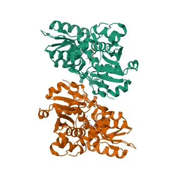 Anti-Serine Racemase (SRR) Rabbit Polyclonal Antibody for WB, ELISA - Q9GZT4