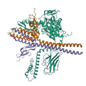 Grp75/MOT/HSPA9 Rabbit mAb for WB, ELISA - P38646