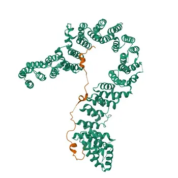 Anti-NCAPH Rabbit Polyclonal Antibody for WB, IF/ICC, ELISA - Q15003