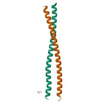 Anti-BAP31 Rabbit Polyclonal Antibody for WB, IF/ICC, IP, ELISA - P51572