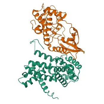 [KO Validated] Anti-CDK4 Rabbit Monoclonal Antibody for WB, IP, IHC-P, ELISA - P11802