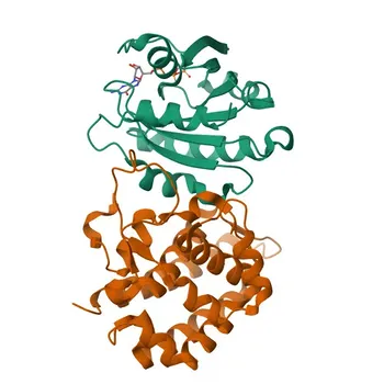 Anticorpo Policlonale di Coniglio Anti-ARL8B per WB, IF/ICC, ELISA - Q9NVJ2