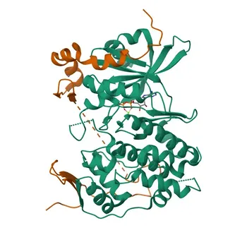 Anti-DBF4 Rabbit Monoclonal Antibody for WB, ELISA - Q9UBU7
