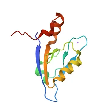 Anti-PDZK1 Rabbit Polyclonal Antibody for WB, ELISA - Q5T2W1
