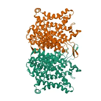 Anti-CLCN1 Polyclonales Antikörper für WB, IHC-P, ELISA - P35523