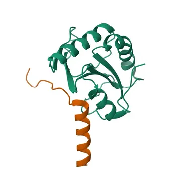 Anti-PQBP1 Rabbit Monoclonal Antibody for WB, ELISA - O60828