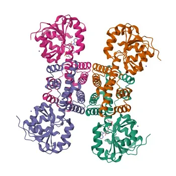 Anti-GLYR1 Polyclonal Antibody for WB, ELISA - Q49A26