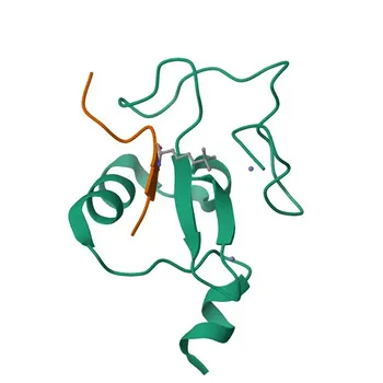 [KO Validated] RAG2 Rabbit pAb for WB, ELISA - P55895