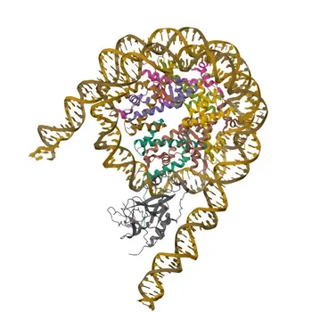[KO Validated] NSD3/WHSC1L1 Rabbit pAb for WB, ELISA - Q9BZ95