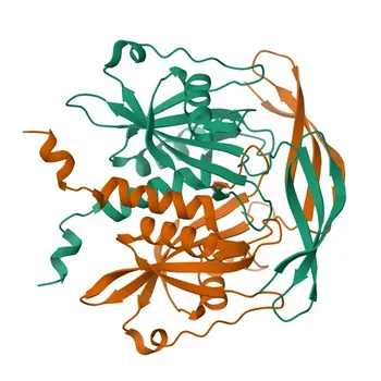 Anti-NUDT5 Monoclonal Antibody for WB, IF/ICC, ELISA - Q9UKK9
