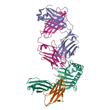 FCGRT Rabbit Polyclonal Antibody for WB, IF/ICC, ELISA - P55899