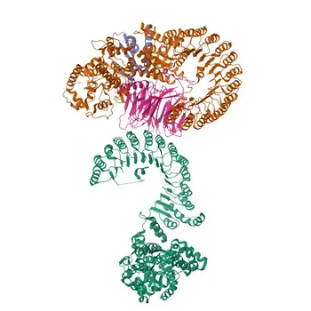 Anti-NLRP5 Polyclonal Antibody for WB, ELISA - P59047