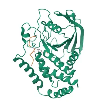 SKAP2 Rabbit Polyclonal Antibody for WB, IF/ICC, ELISA - O75563
