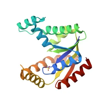 جسم مضاد أرنب متعدد النسيلة لـ CMPK1 لـ WB، IF/ICC، IP، ELISA - P30085