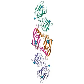 Anti-VEGFC Rabbit Polyclonal Antibody for WB, ELISA - P49767