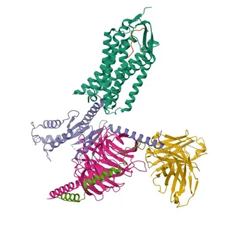 Anti-NPFF Polyclonal Antibody for WB, ELISA - O15130