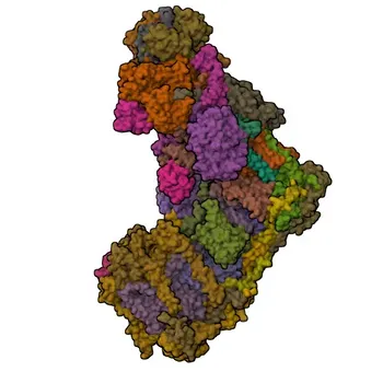 MT-ND1 Rabbit Polyclonal Antibody for WB and ELISA - P03888