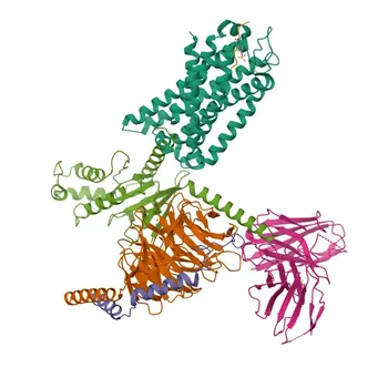 Anti-CCKBR Rabbit Polyclonal Antibody for WB, ELISA - P32239