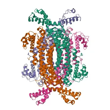 Anticorps Polyclonal Anti-ADSL pour WB, IF/ICC, ELISA - P30566
