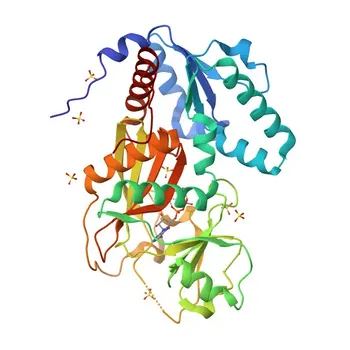 ITPK1 Coniglio pAb - Q13572