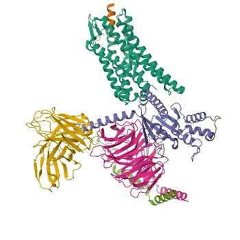 Anti-OPRL1 Polyclonal Antibody for WB, ELISA - P41146